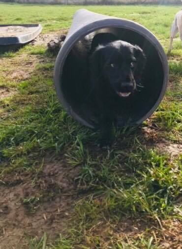 A puppy using the tunnel